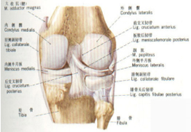 Disease of venous system-Shenzhen Xingyin Pharmaceutical Co., LTD